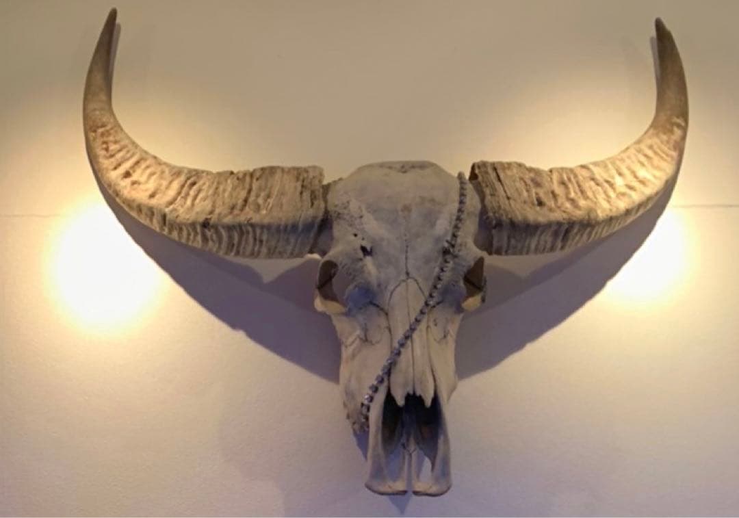 バッファロースカル　牛頭蓋骨　壁掛け彫像　カウボーイ　アメカジ　本物