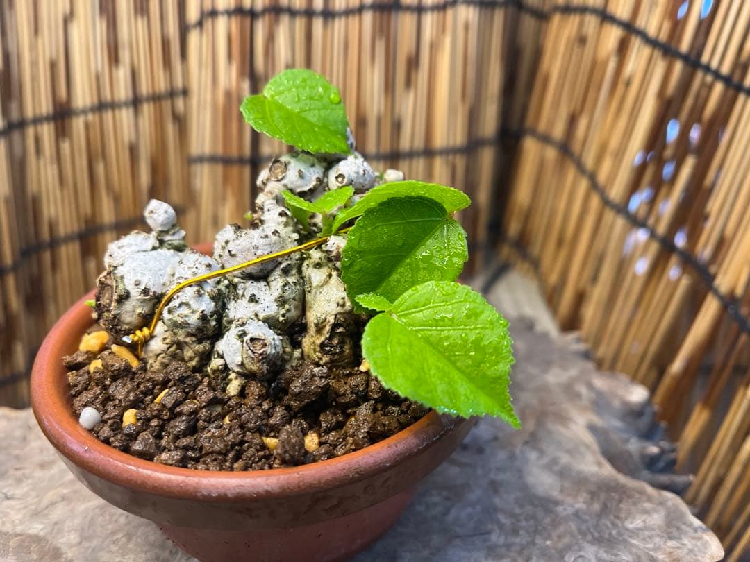 ✨✨✨オキナワイボオオハマボウ【◎良品素材】/ハート葉happy♪セール♪