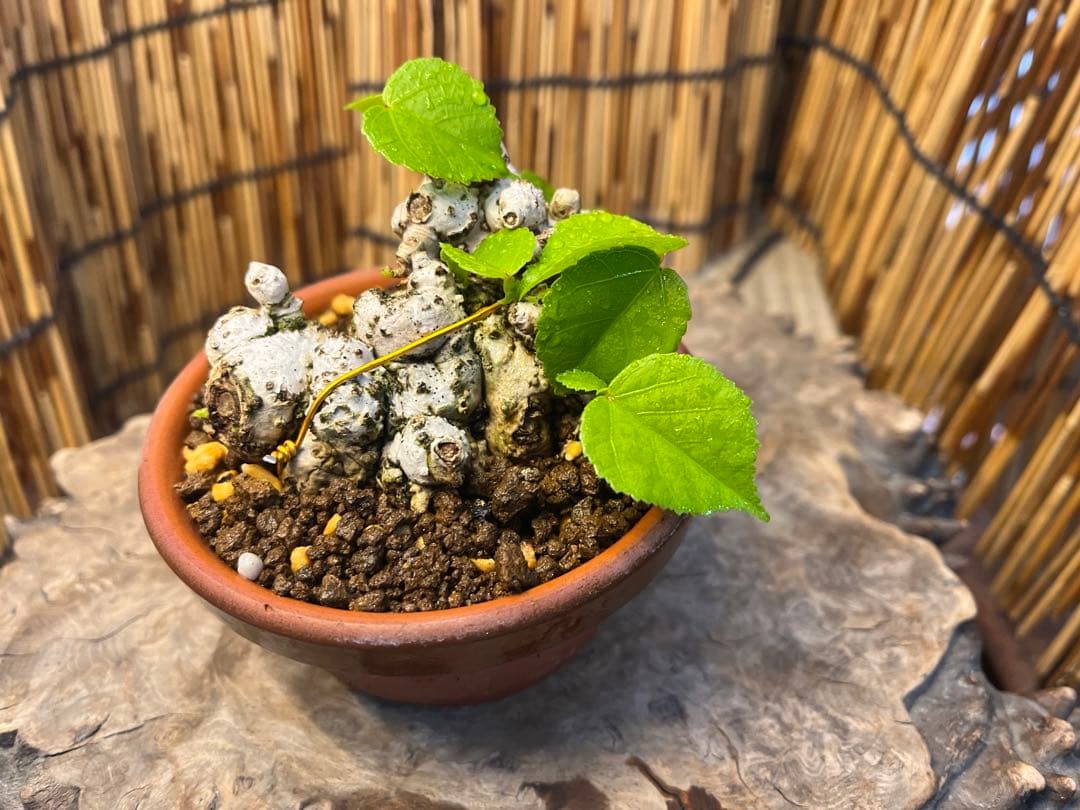 ✨✨✨オキナワイボオオハマボウ【◎良品素材】/ハート葉happy♪セール♪