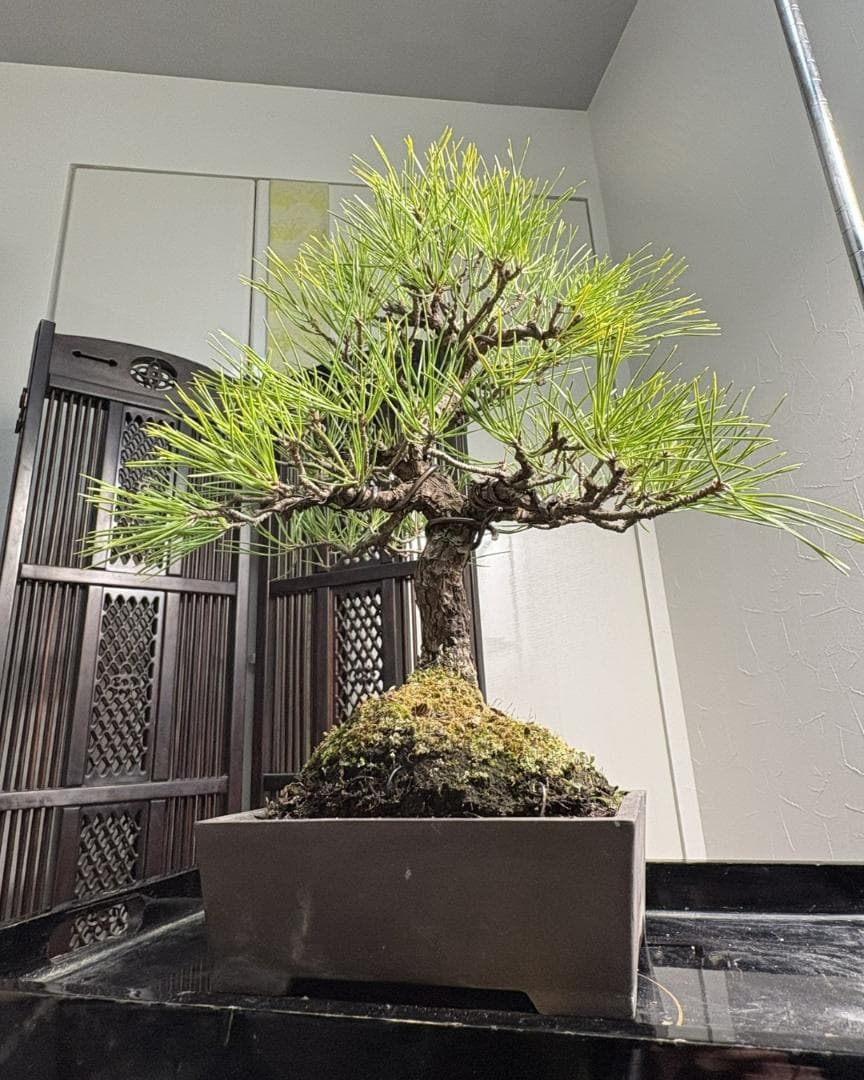 【技術が光るS字曲線】【剪定＆針金済】黒松盆栽（模様木）★アフターフォロー付