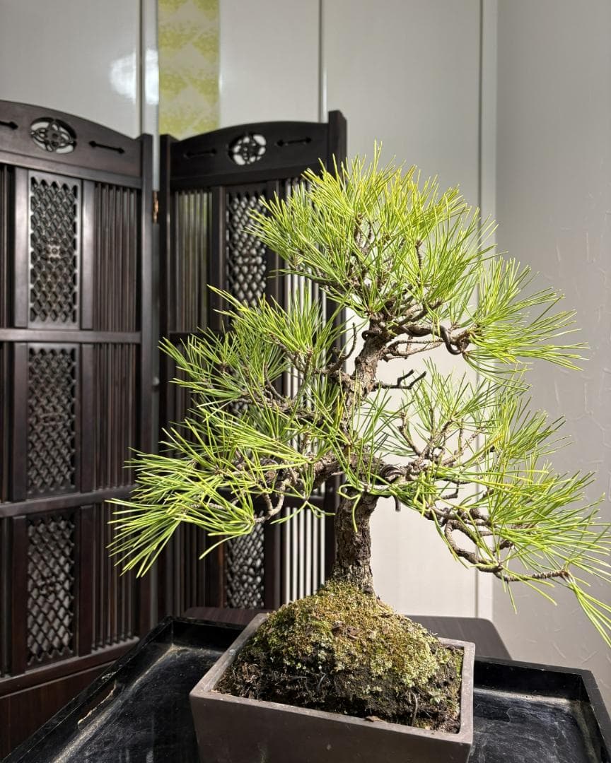 【技術が光るS字曲線】【剪定＆針金済】黒松盆栽（模様木）★アフターフォロー付