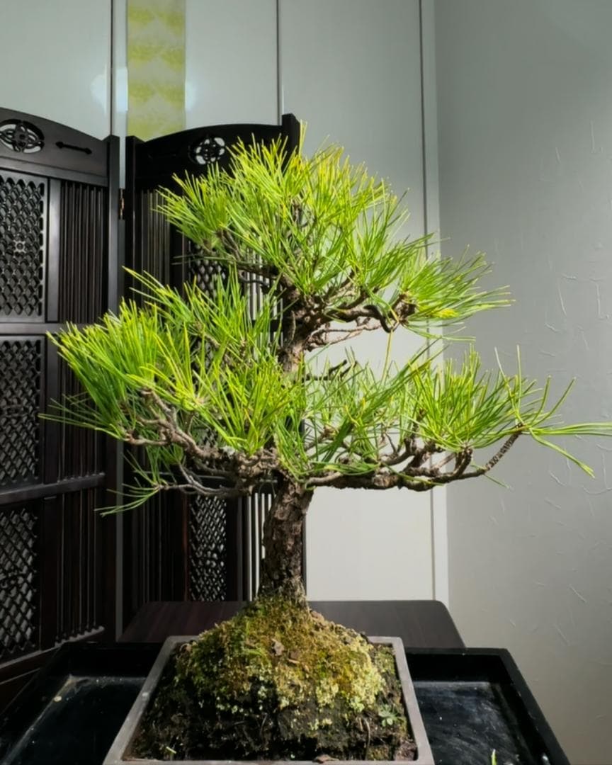 【技術が光るS字曲線】【剪定＆針金済】黒松盆栽（模様木）★アフターフォロー付
