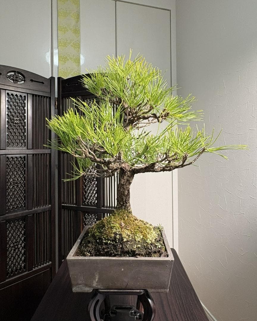 【技術が光るS字曲線】【剪定＆針金済】黒松盆栽（模様木）★アフターフォロー付