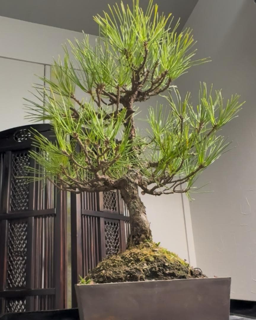 【技術が光るS字曲線】【剪定＆針金済】黒松盆栽（模様木）★アフターフォロー付
