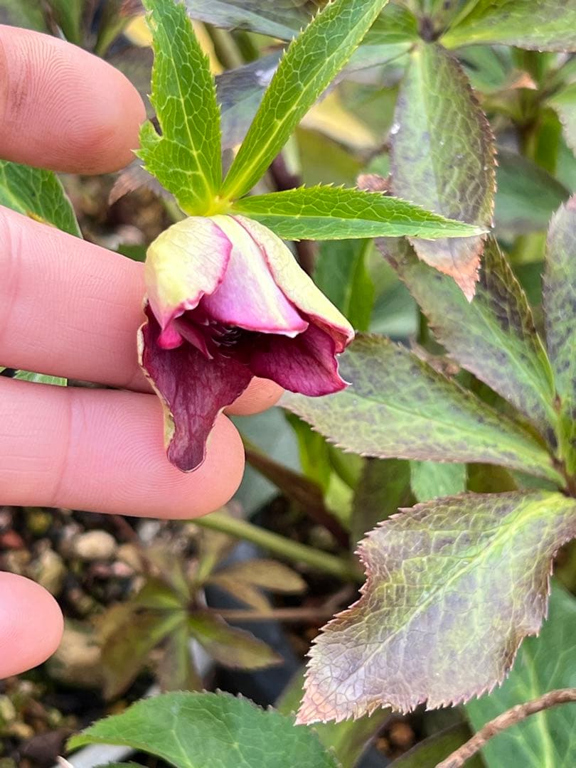 クリスマスローズ　超元気￼