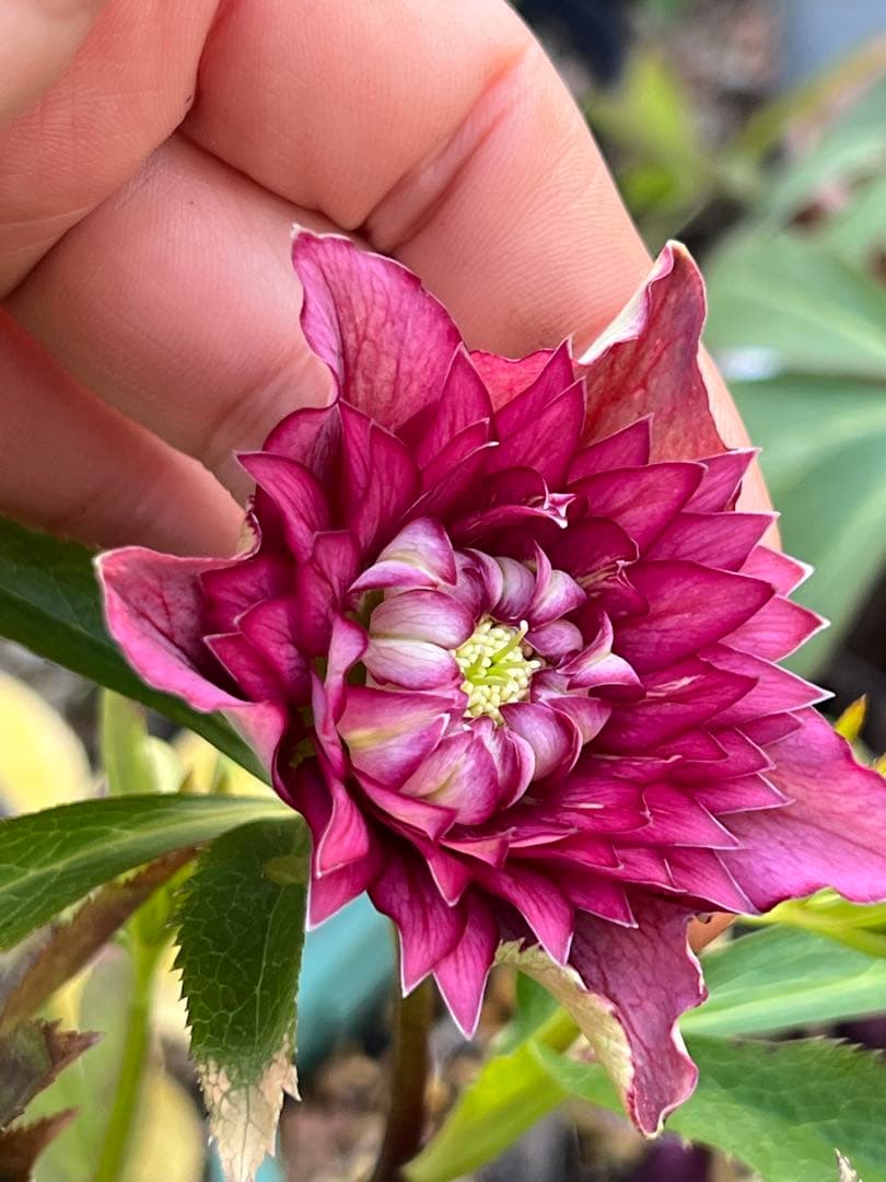 クリスマスローズ　超元気￼