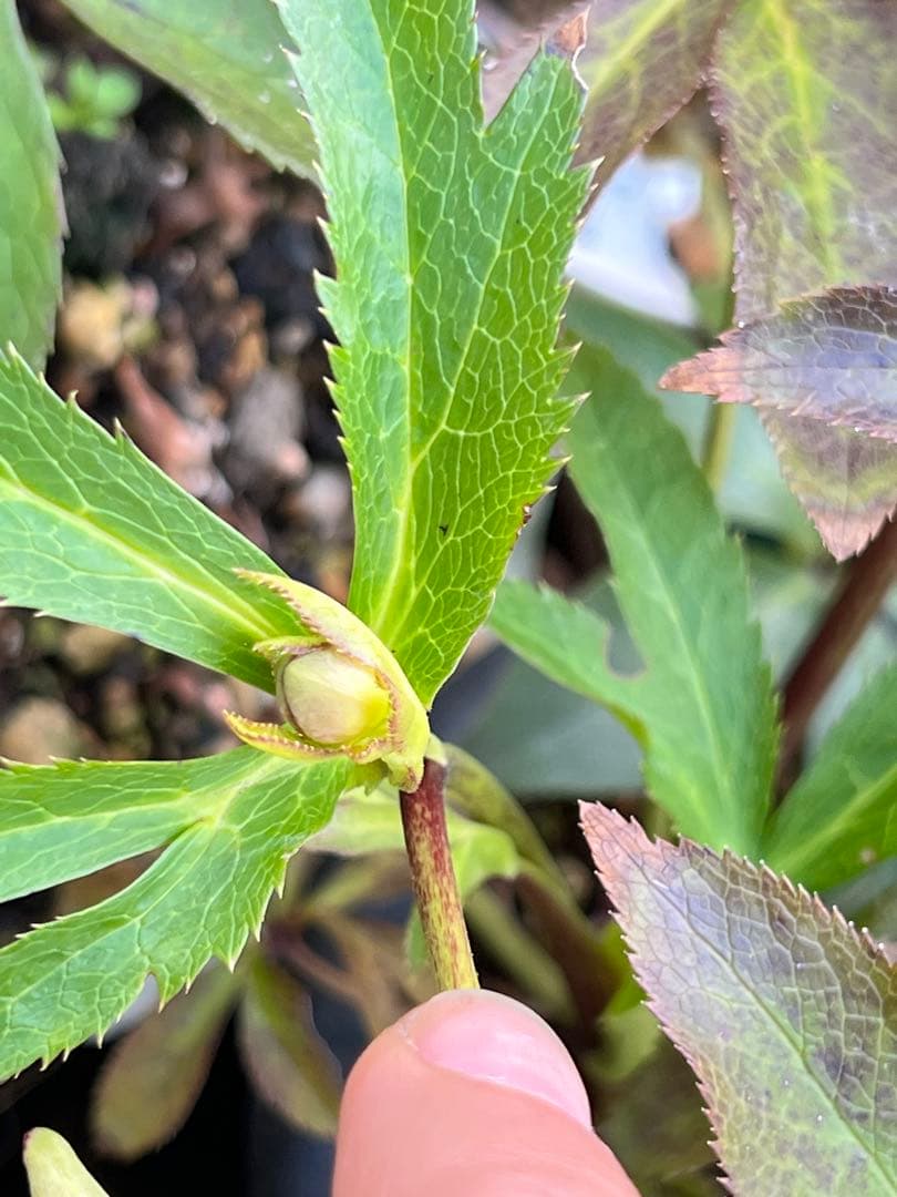 クリスマスローズ　超元気￼