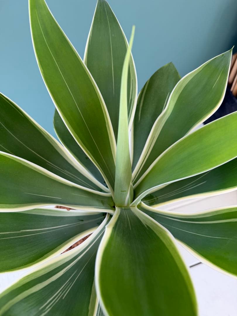 アガベ・アテナータ・レイオブライト / 大株 白覆輪 希少 レア