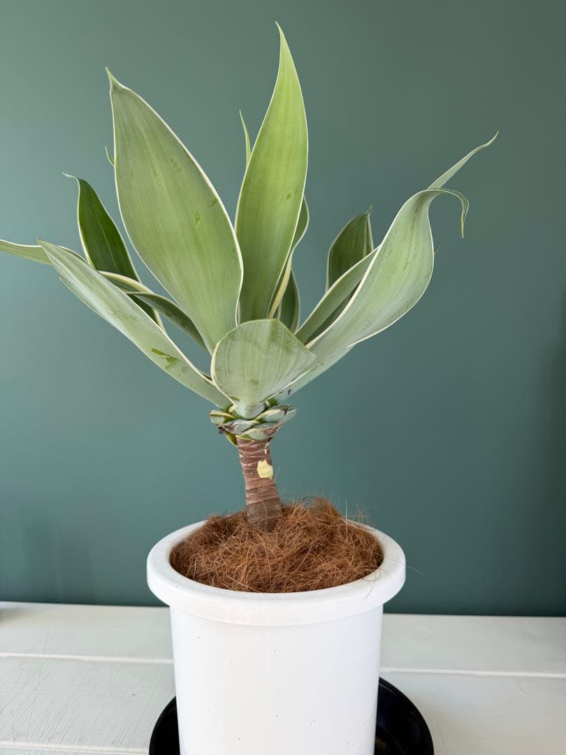 アガベ・アテナータ・レイオブライト / 大株 白覆輪 希少 レア