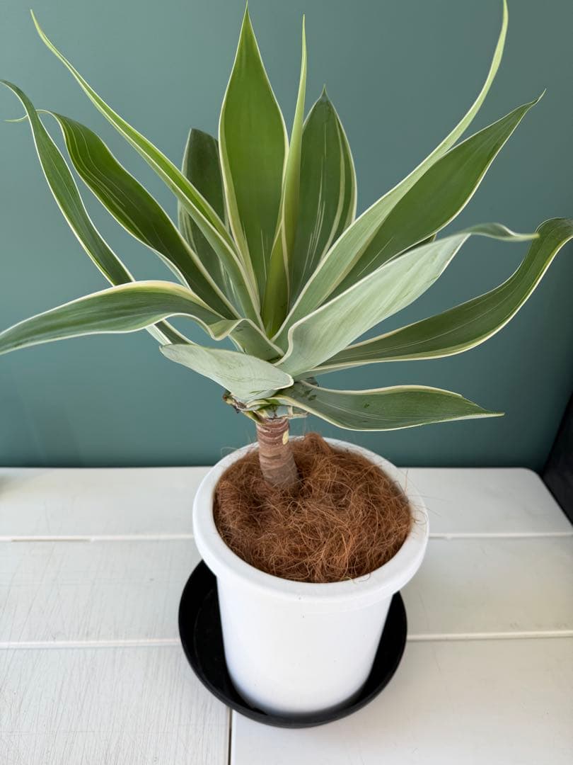 アガベ・アテナータ・レイオブライト / 大株 白覆輪 希少 レア