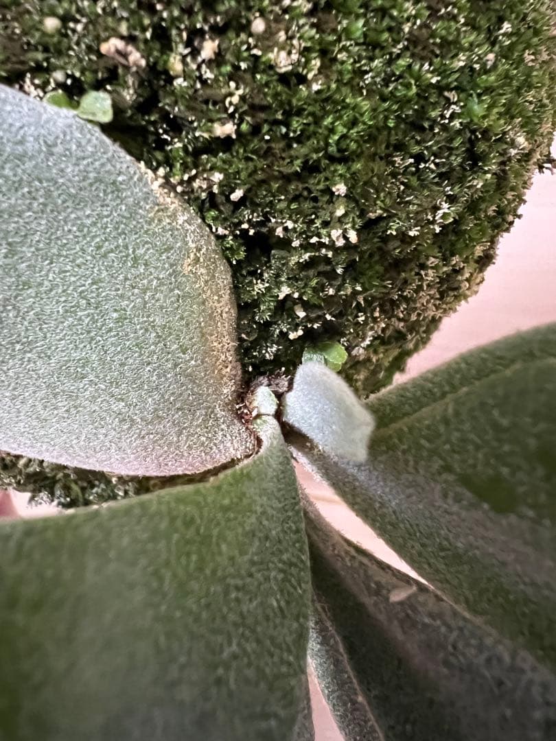 P.willinckii sparrowX ビカクシダ