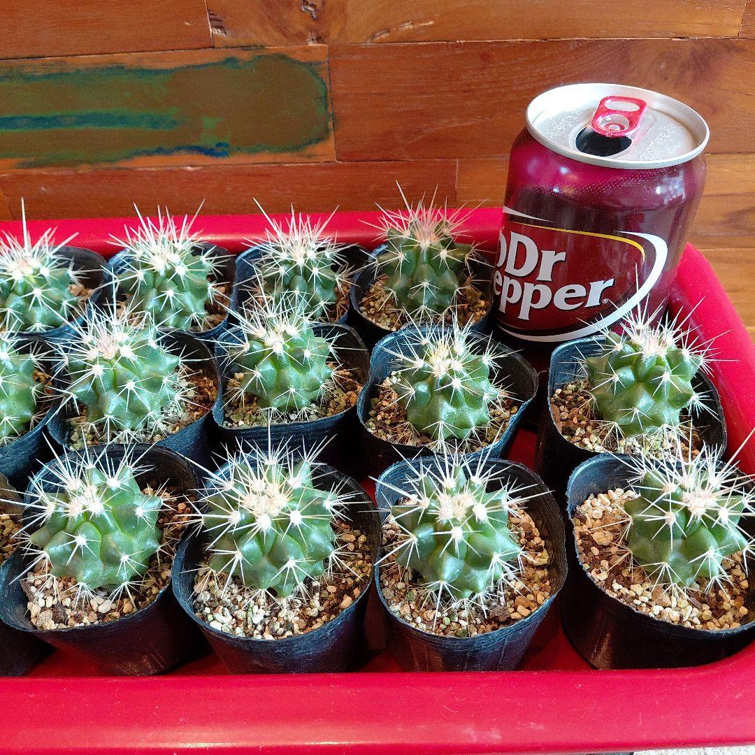 サボテン 金鯱小苗5苗❗抜き苗‼️ - メルカリ
