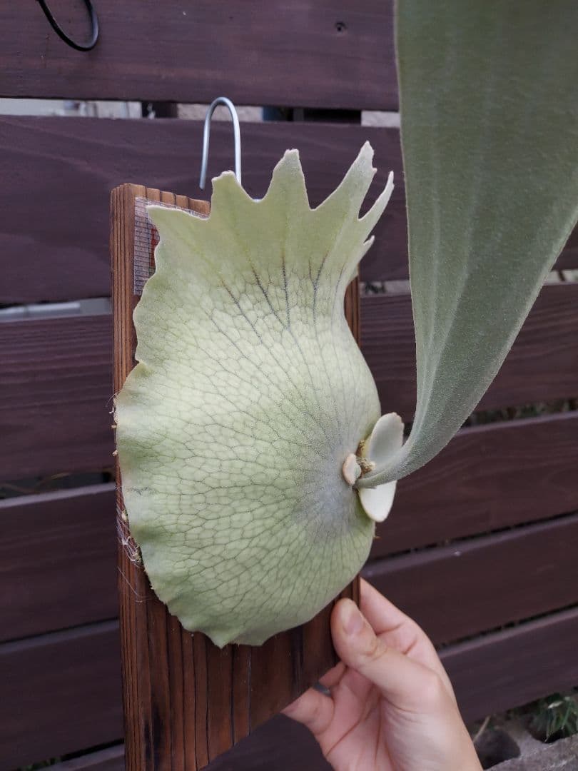 PS-1　株分け　ビカクシダ　コウモリラン