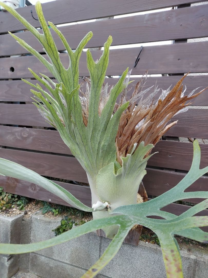 PS-1　株分け　ビカクシダ　コウモリラン