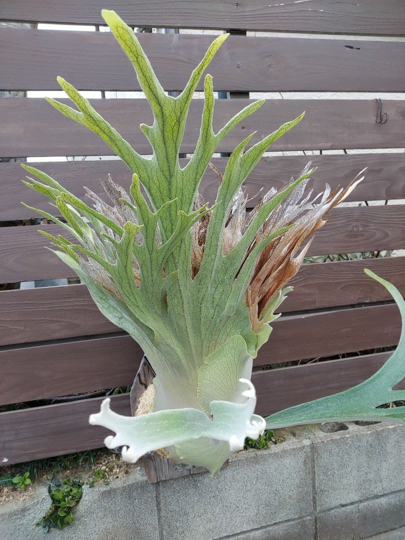 PS-1　株分け　ビカクシダ　コウモリラン