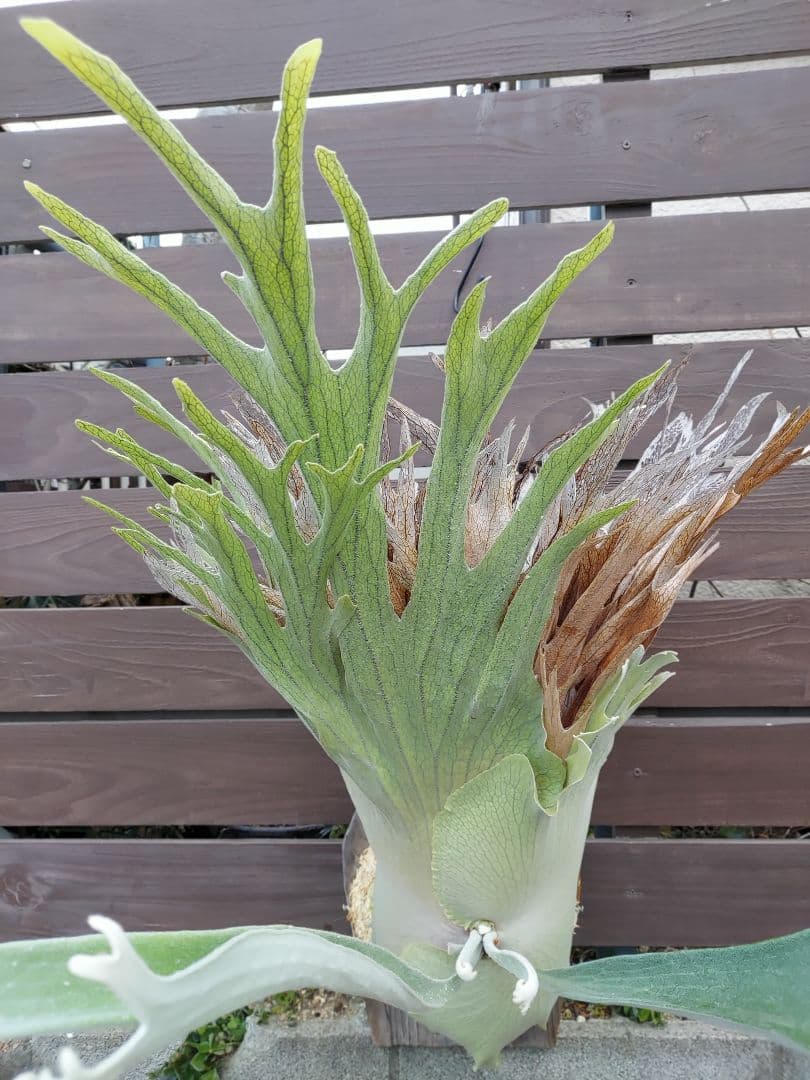 PS-1　株分け　ビカクシダ　コウモリラン