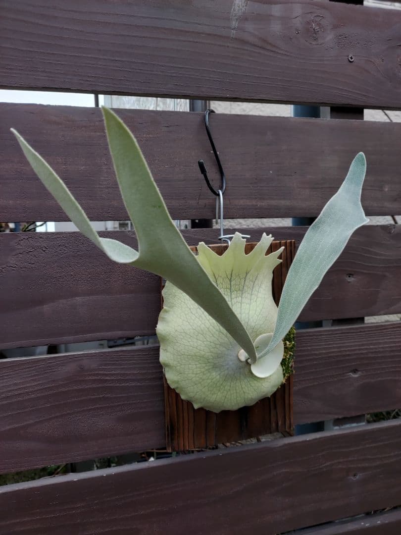 PS-1　株分け　ビカクシダ　コウモリラン