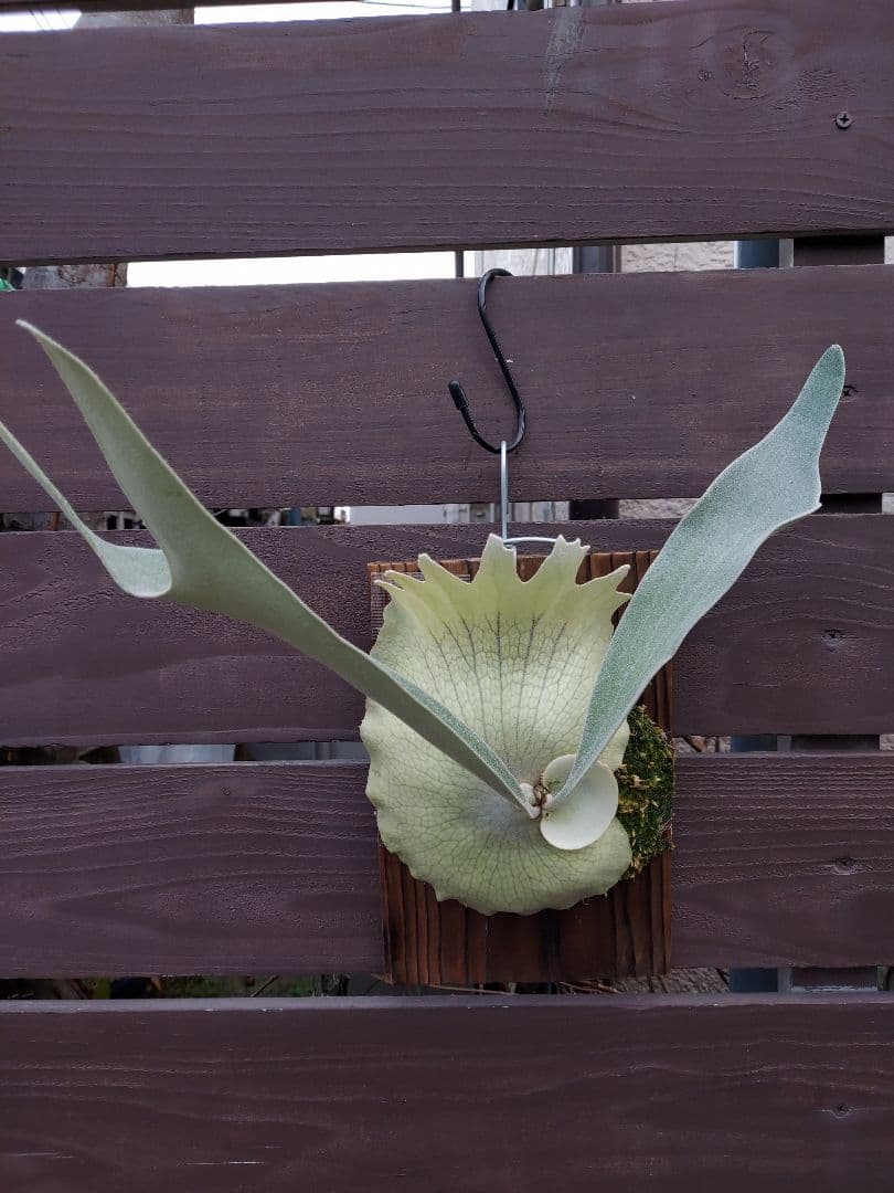 PS-1　株分け　ビカクシダ　コウモリラン