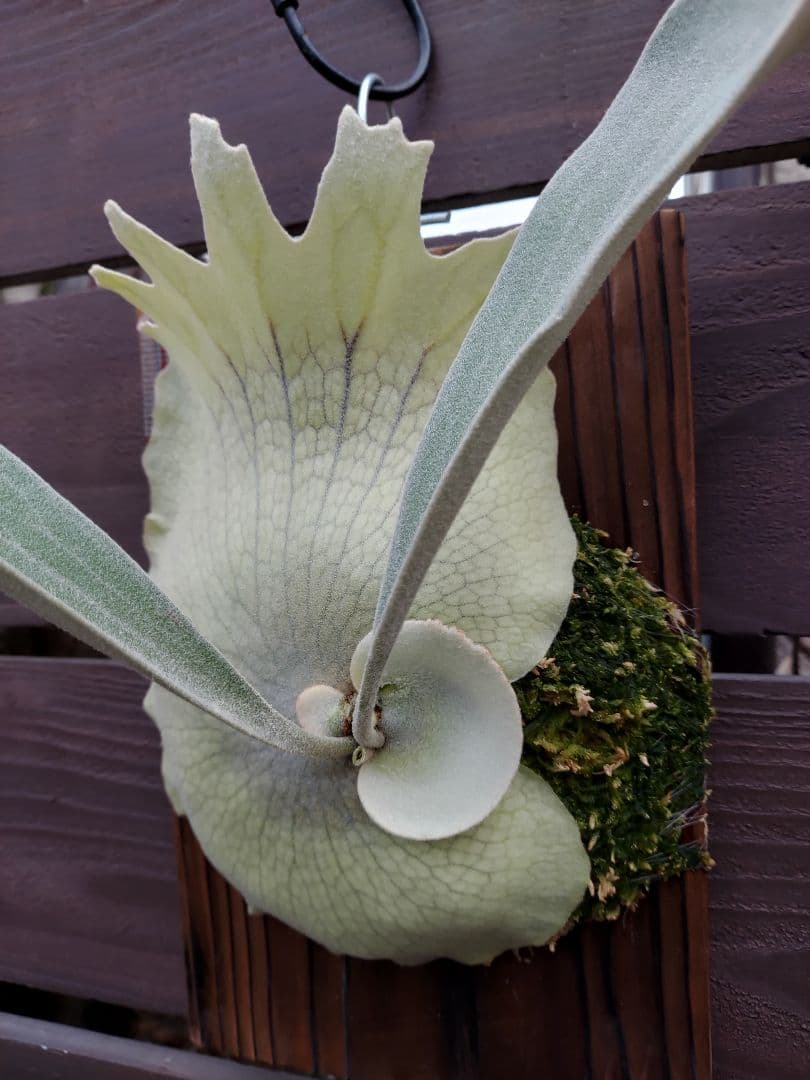 PS-1　株分け　ビカクシダ　コウモリラン