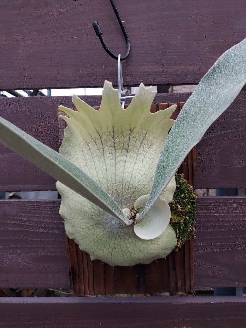 PS-1　株分け　ビカクシダ　コウモリラン