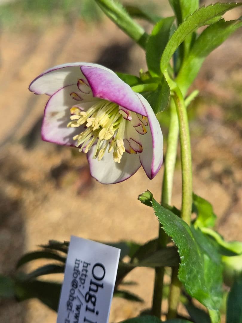 未株分　ムルチフィダスhybピコティsd　クリスマスローズ　大木ナーセリー