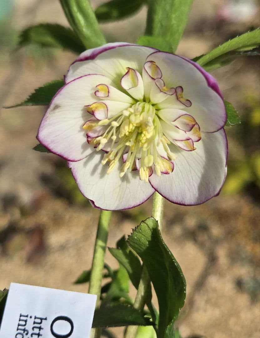 未株分　ムルチフィダスhybピコティsd　クリスマスローズ　大木ナーセリー