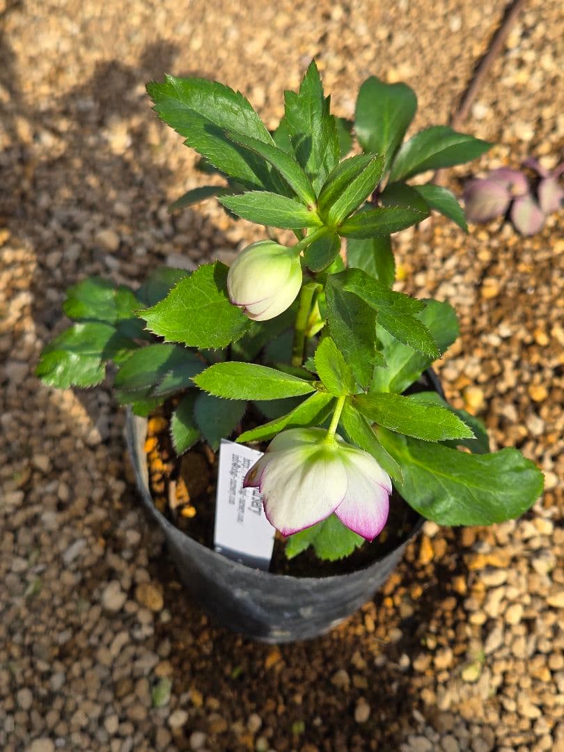 未株分　ムルチフィダスhybピコティsd　クリスマスローズ　大木ナーセリー