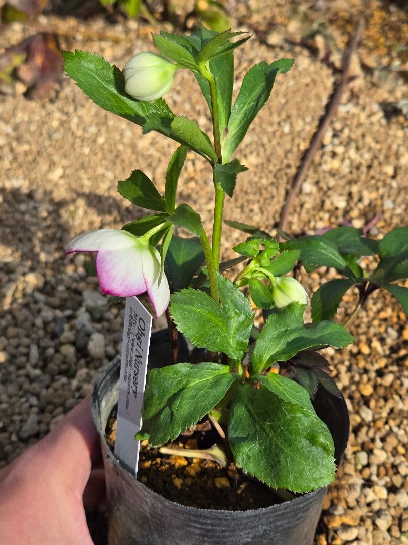 未株分　ムルチフィダスhybピコティsd　クリスマスローズ　大木ナーセリー