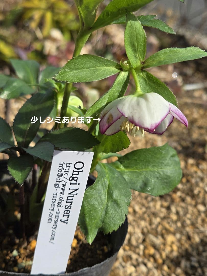 未株分　ムルチフィダスhybピコティsd　クリスマスローズ　大木ナーセリー