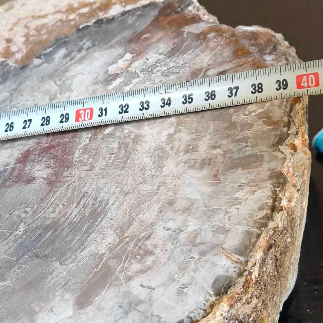 アリゾナ州で発掘された超大型珪化木の化石重量なんと21.3kg