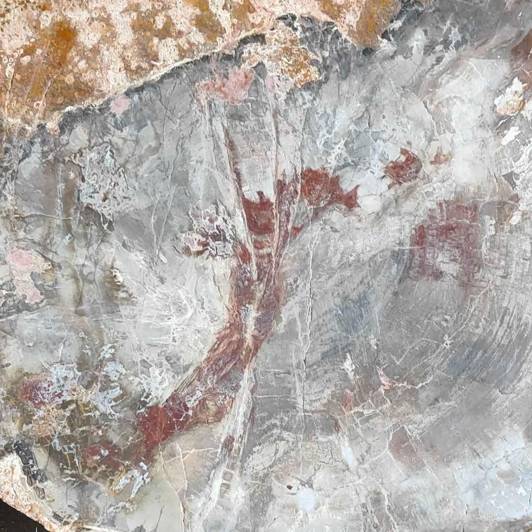 アリゾナ州で発掘された超大型珪化木の化石重量なんと21.3kg