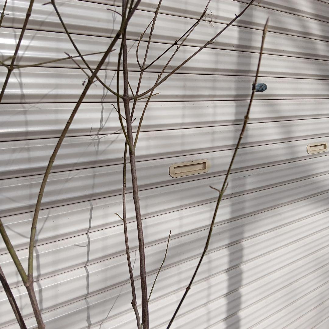 ツリバナ 株立 山採り