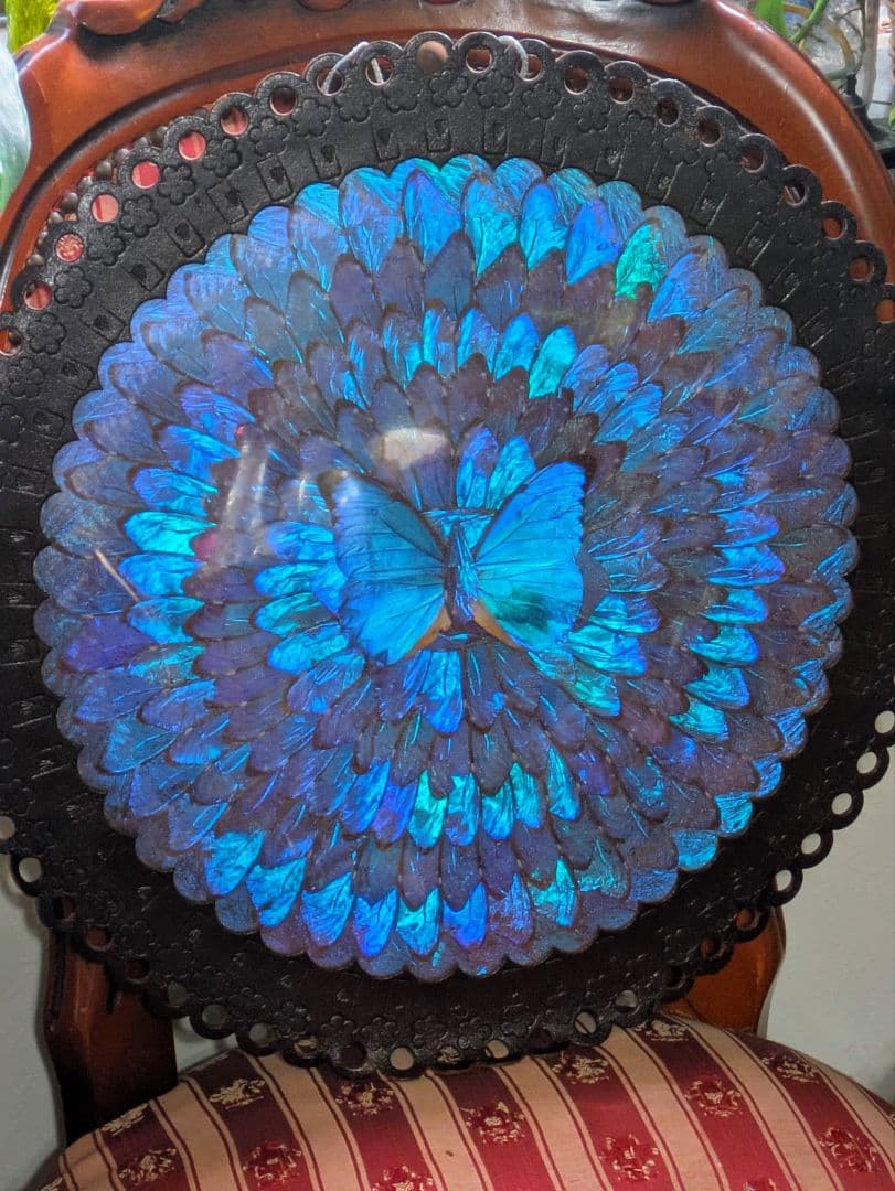 特大 極美☆神秘の輝き モルフォ蝶　美と幸運を招く一枚　Morpho 　標本