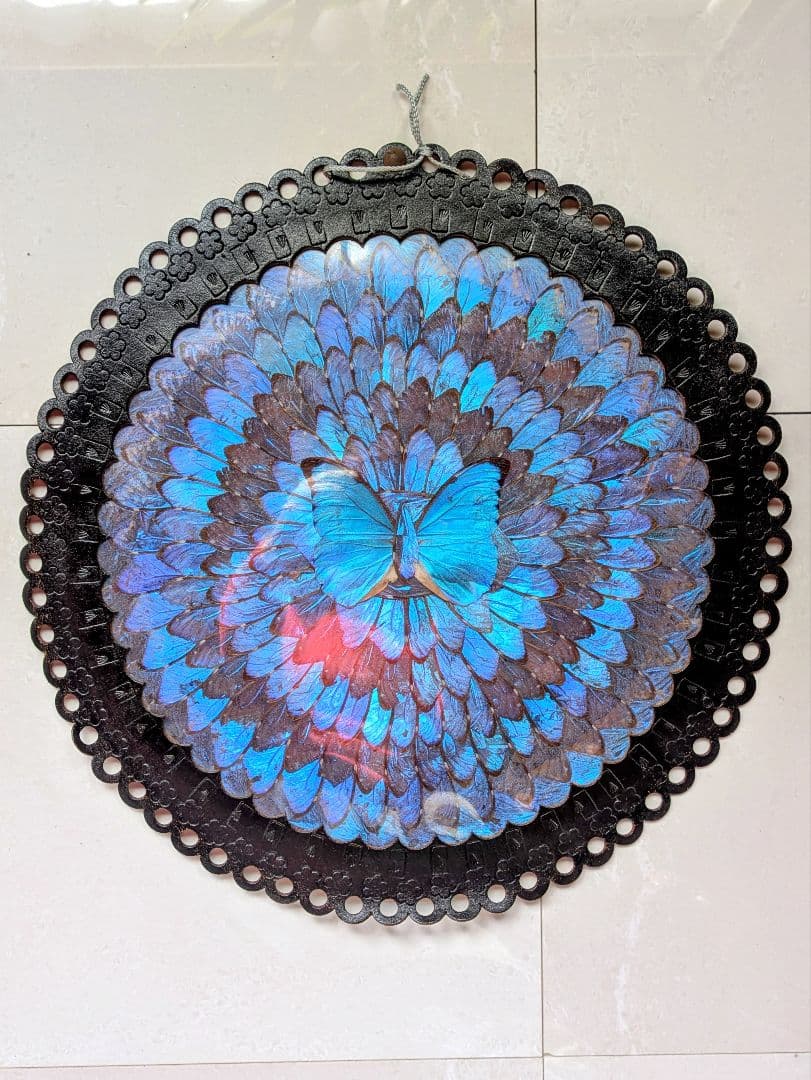 特大 極美☆神秘の輝き モルフォ蝶　美と幸運を招く一枚　Morpho 　標本