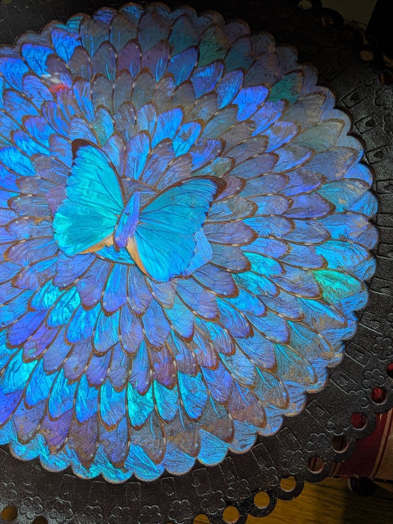 特大 極美☆神秘の輝き モルフォ蝶　美と幸運を招く一枚　Morpho 　標本