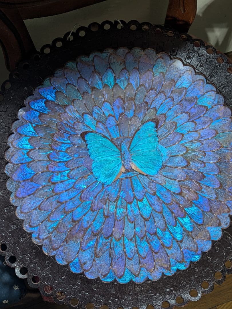 特大 極美☆神秘の輝き モルフォ蝶　美と幸運を招く一枚　Morpho 　標本