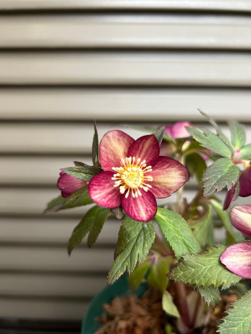 35 クリスマスローズ種　３粒 　 終了致しました。