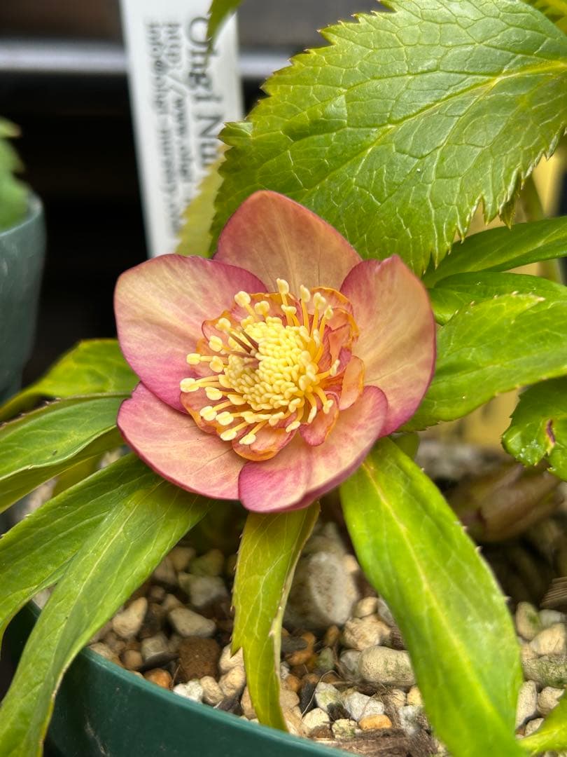 35 クリスマスローズ種　３粒 　 終了致しました。