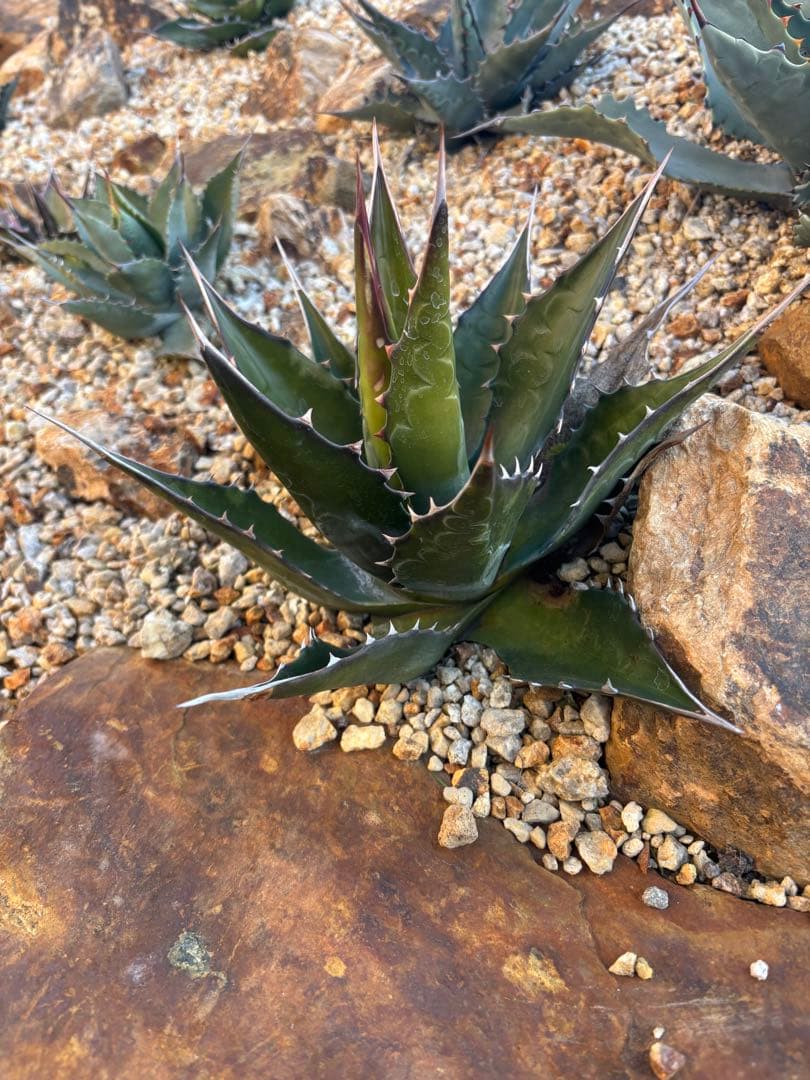 来月消しますので早い者勝ち‼️ アガベイラン産　モンタナ　大株　メルカリ便