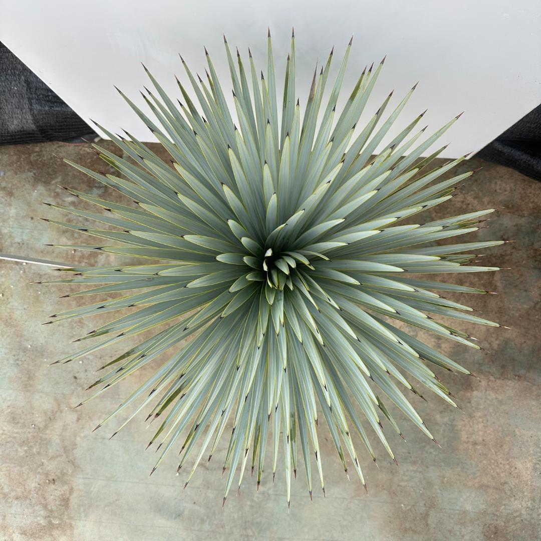 ユッカ　ロストラータ【24-647】超超美形　シルバーブルー