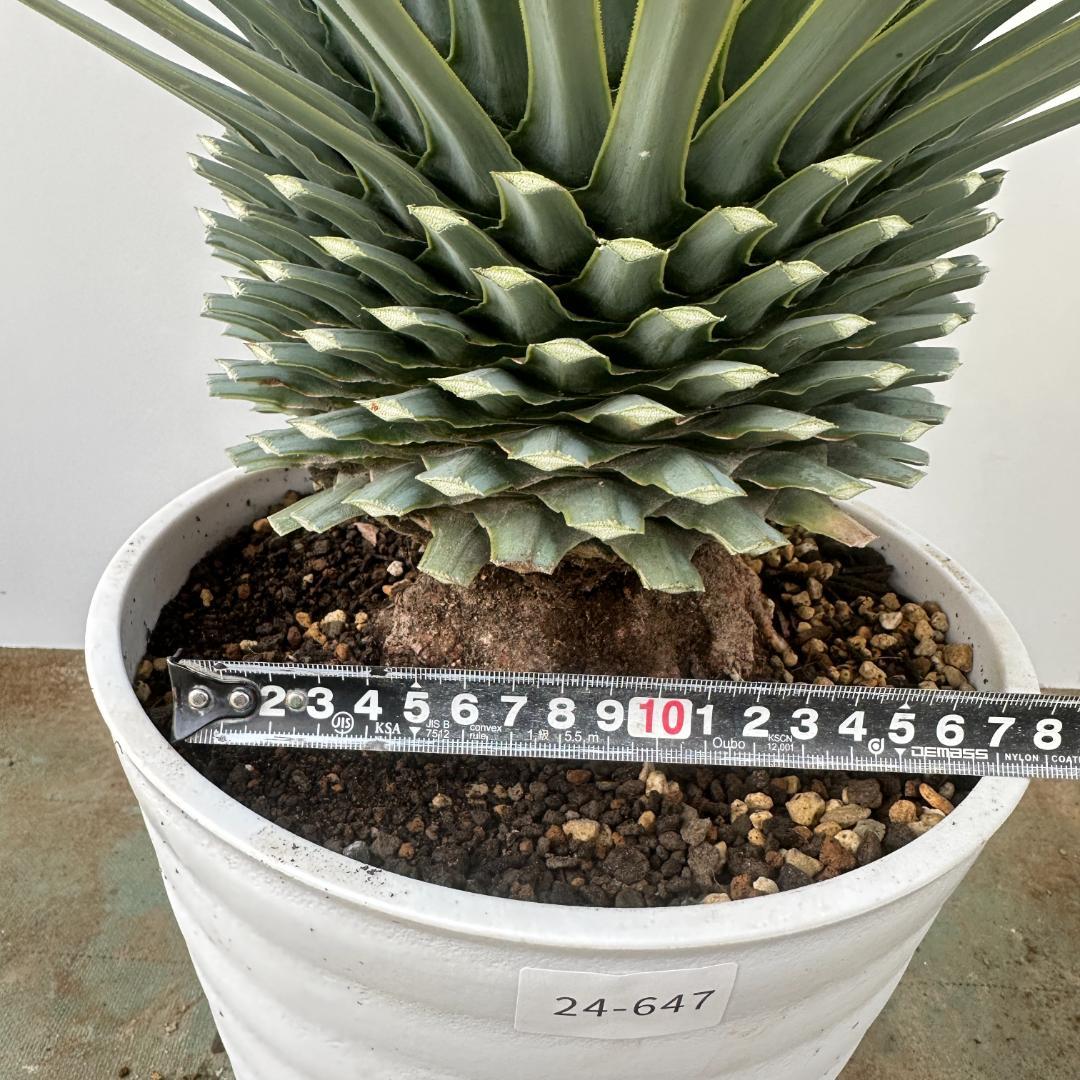 ユッカ　ロストラータ【24-647】超超美形　シルバーブルー