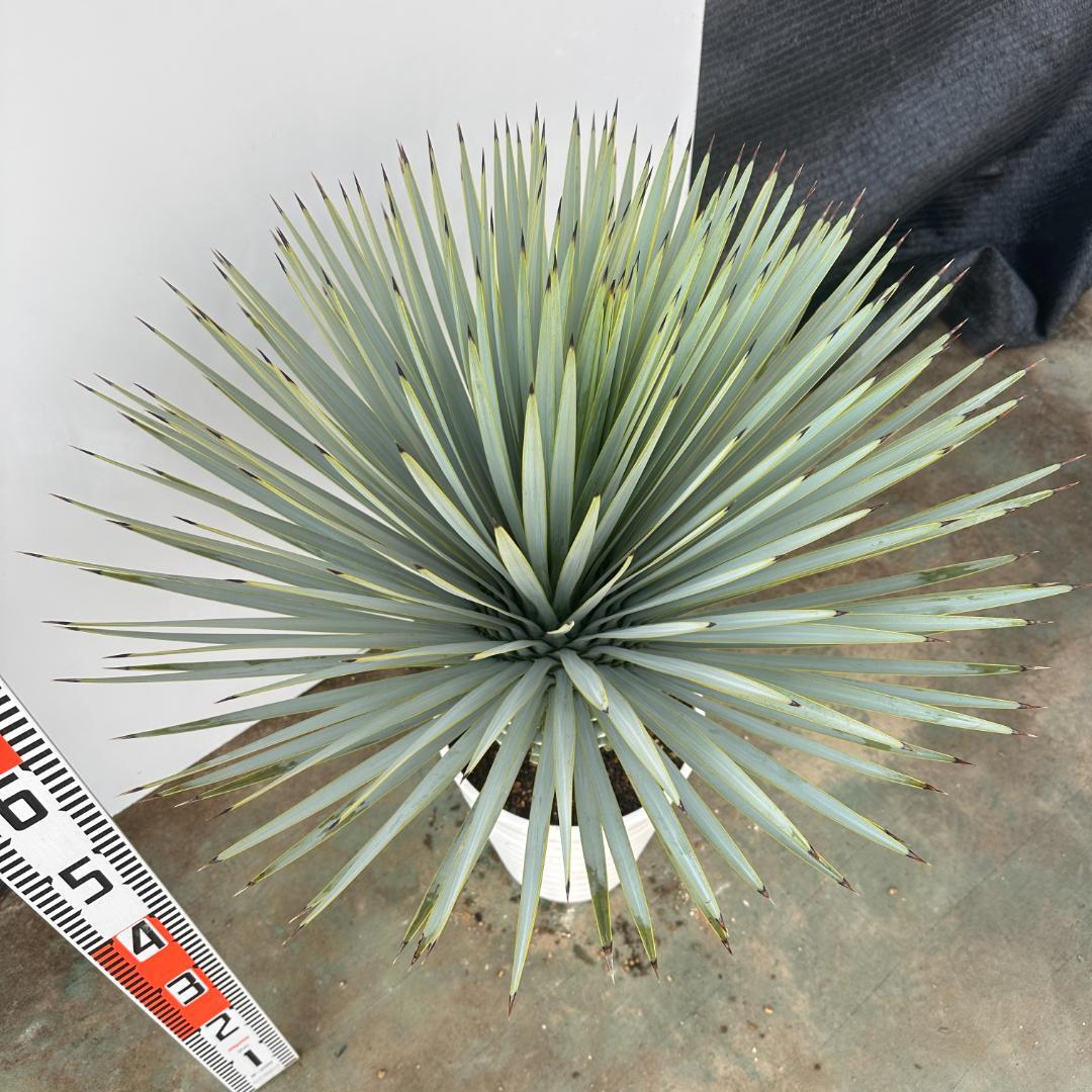 ユッカ　ロストラータ【24-647】超超美形　シルバーブルー