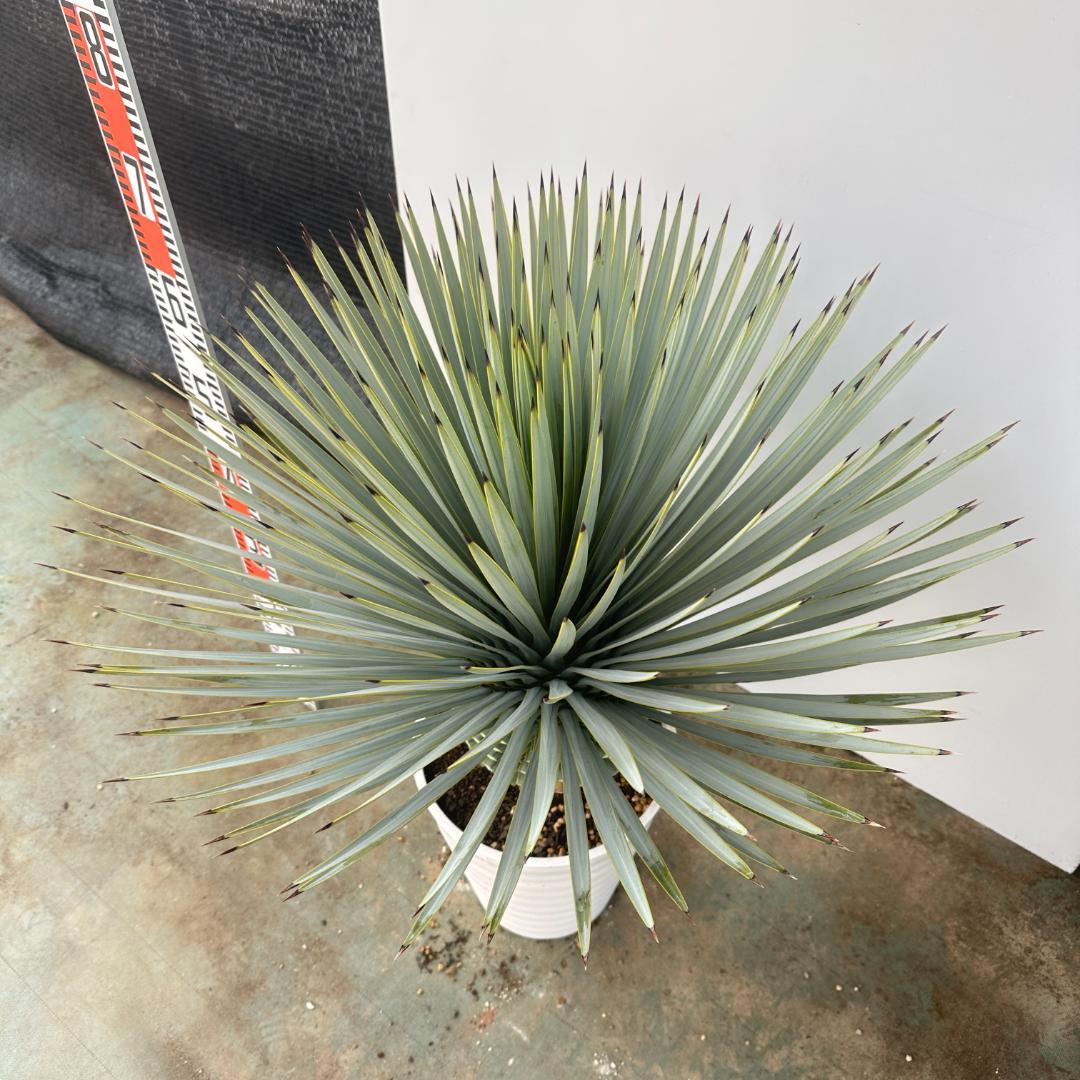 ユッカ　ロストラータ【24-647】超超美形　シルバーブルー