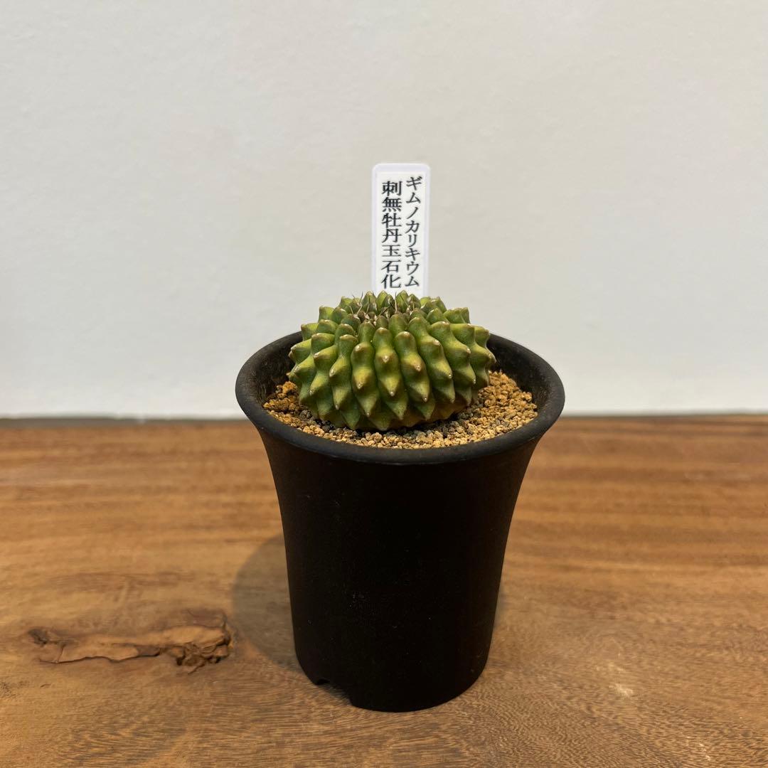美株】ギムノカリキウム 棘無牡丹玉綴化 サボテン 塊根植物 多肉