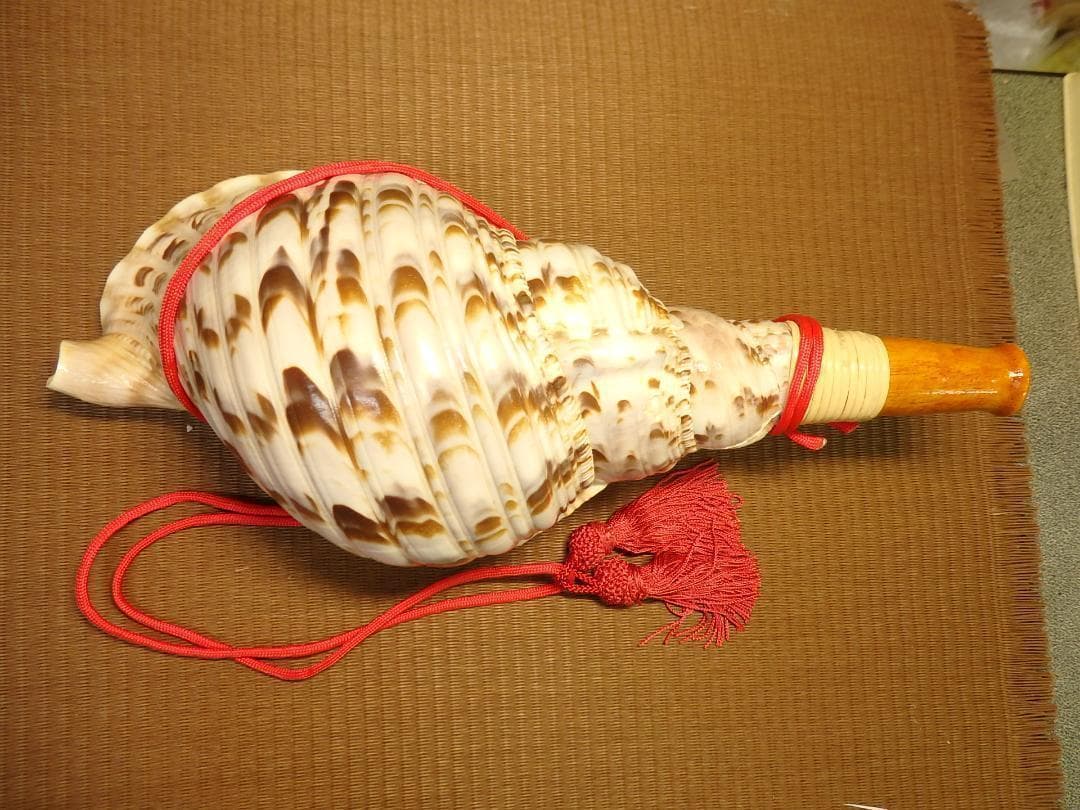 法螺貝 約36.5㎝ 木製歌口,赤紐付　新品　 MH-420