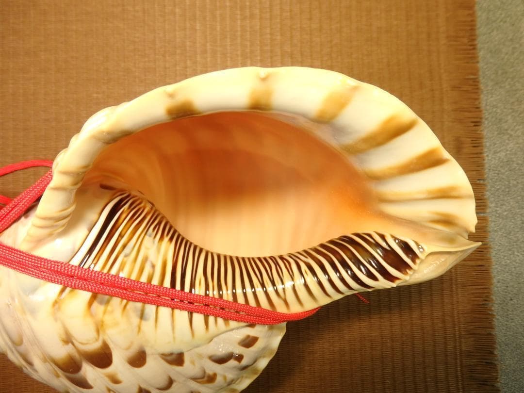 法螺貝 約36.5㎝ 木製歌口,赤紐付　新品　 MH-420