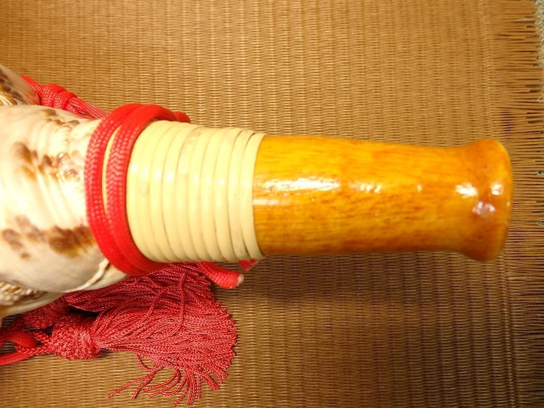 法螺貝 約36.5㎝ 木製歌口,赤紐付　新品　 MH-420