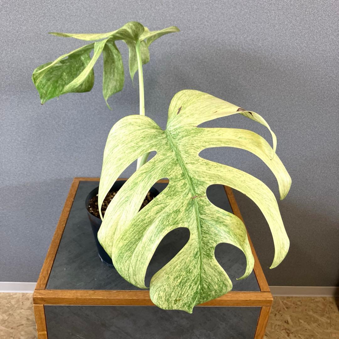☆*☆様 超絶希少❗️サイズ大❗️美株❗️モンステラ　フルミント✨