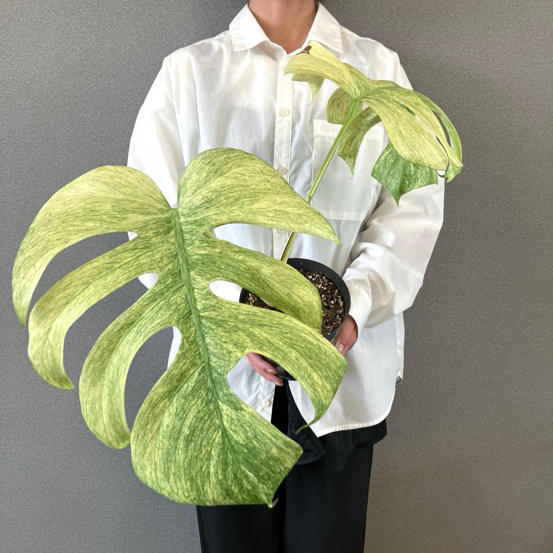 ☆*☆様 超絶希少❗️サイズ大❗️美株❗️モンステラ　フルミント✨