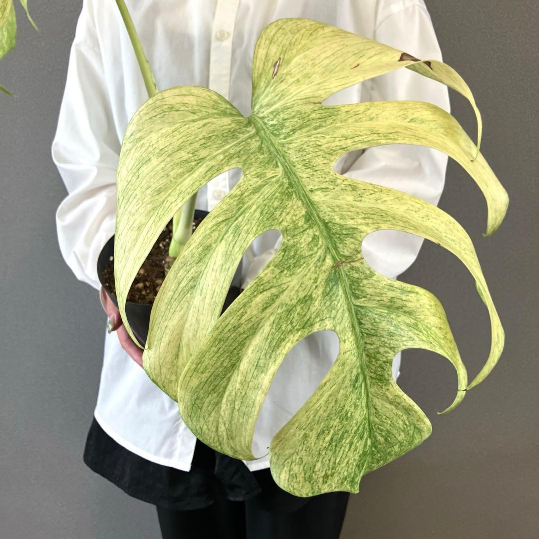☆*☆様 超絶希少❗️サイズ大❗️美株❗️モンステラ　フルミント✨